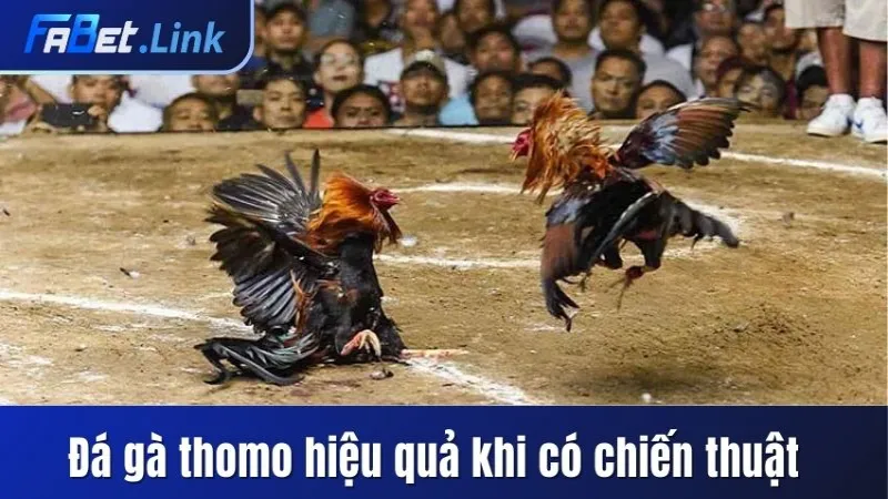 ĐÁ GÀ THOMO FABET - NHỮNG THÔNG TIN QUAN TRỌNG CHO HỘI VIÊN 10 ĐÁ GÀ THOMO HIỆU QUẢ KHI CÓ CHIẾN THUẬT THÔNG MINH